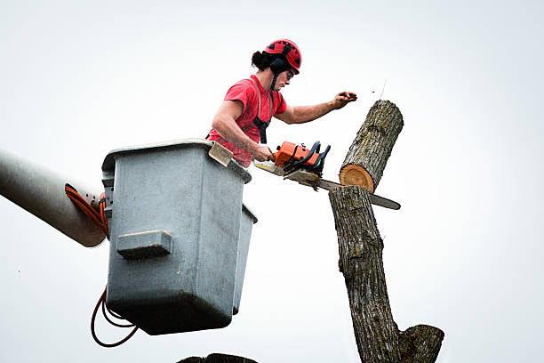 Trusted Santa Clarita, CA Tree Removal Services Experts